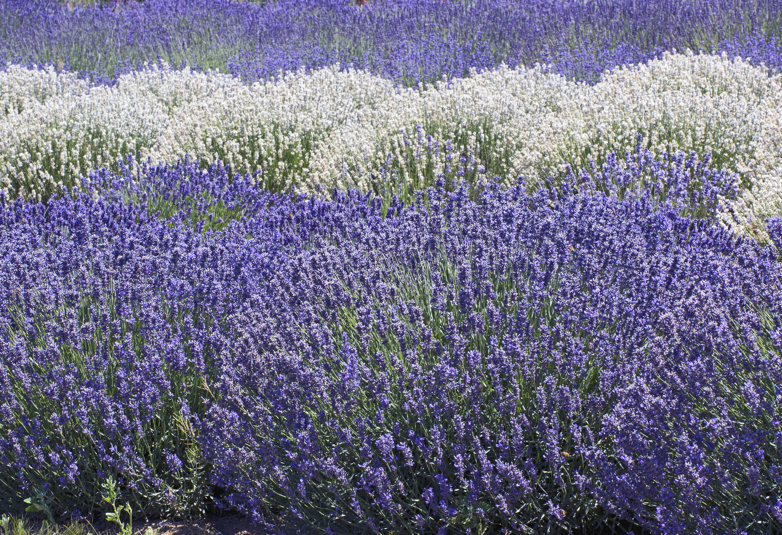 Lavanda, glicine e lillà: i benefici del colore viola