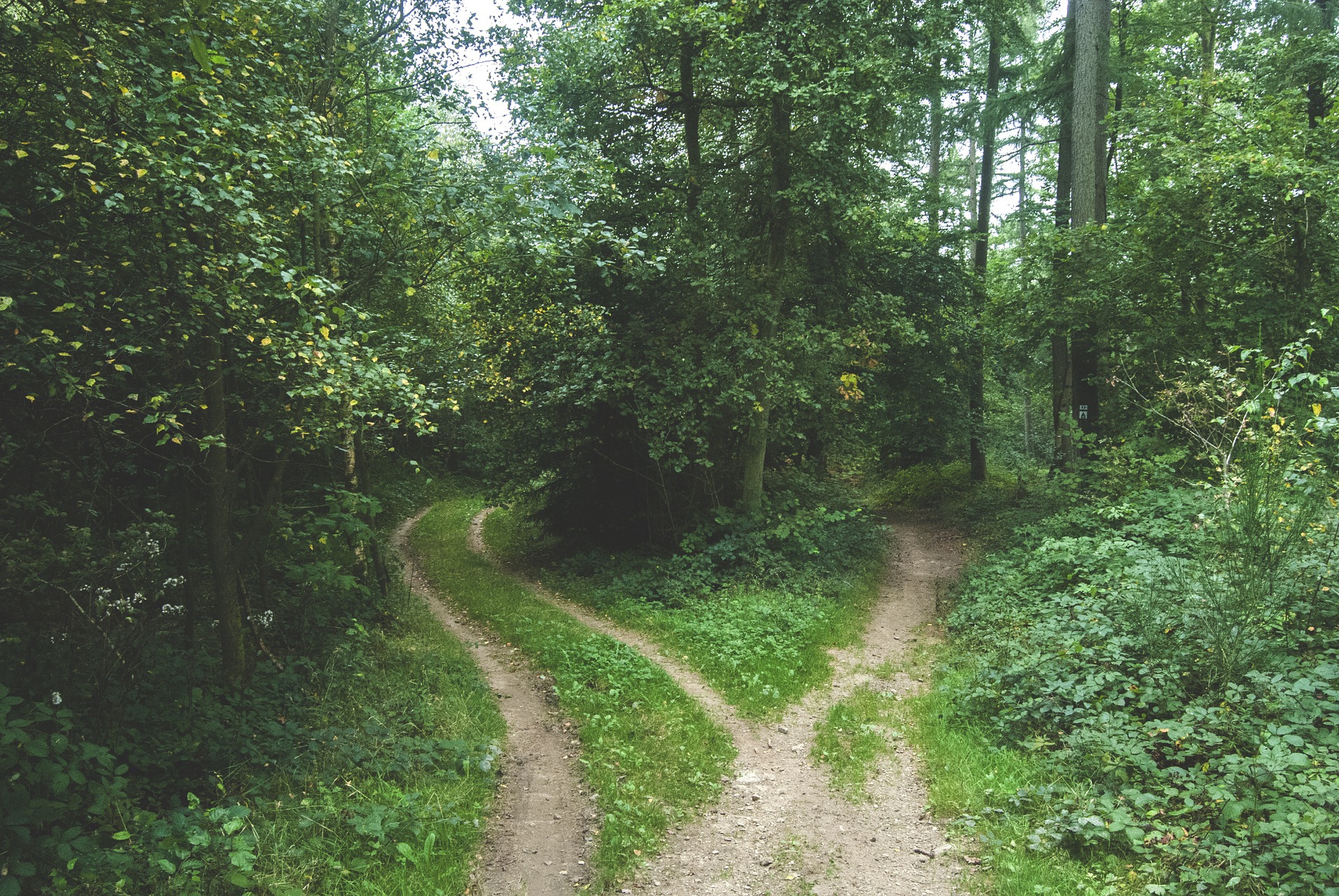 Il sentiero nel bosco che attraversa l’Italia