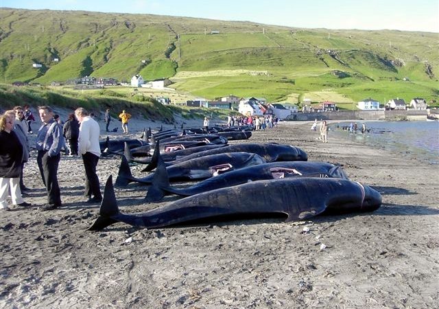 La cultura della violenza non uccide solo alle Isole Faroe