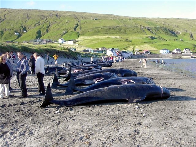 La cultura della violenza non uccide solo alle Isole Faroe