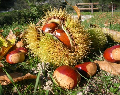 Alla scoperta delle castagne