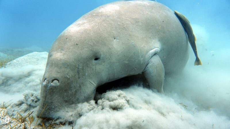 A tu per tu con il dugongo, a rischio d’estinzione