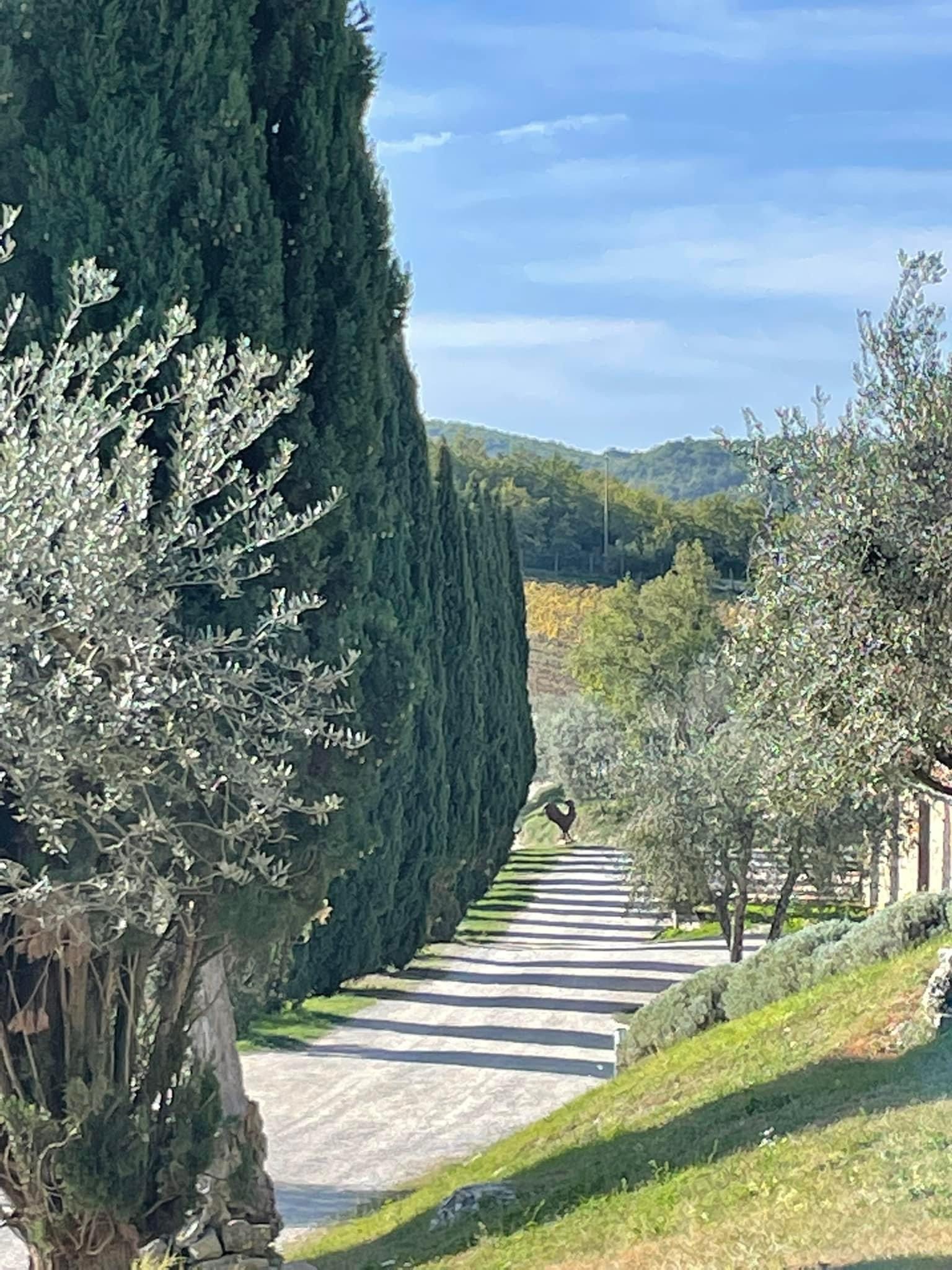 Racconto di un Viaggio nel Chianti